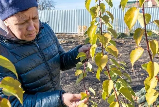 Обработал сад в ноябре мочевиной так - и искоренил всех вредителей сразу