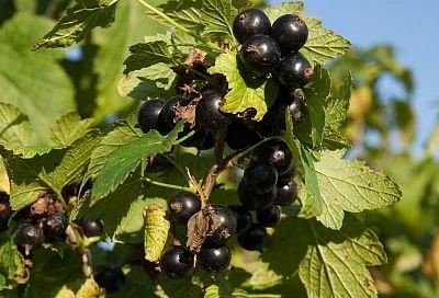 Черенки смородины и крыжовника в августе: как укоренить саженцы без химии