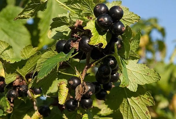 Черенки смородины и крыжовника в августе: как укоренить саженцы без химии