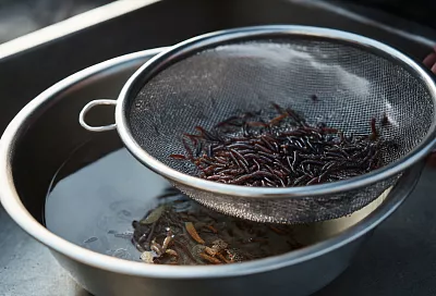 Как правильно подготовить мотыля для зимней и весенней рыбалки