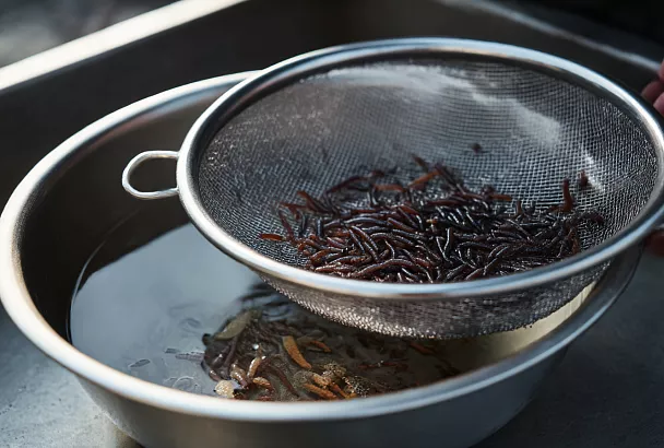 Как правильно подготовить мотыля для зимней и весенней рыбалки