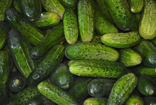 Лидер урожайности в 2026 году: сорт огурцов, который плодоносит в любую погоду — до 10 кг с одного куста