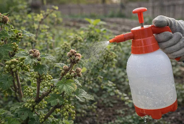 Почковый клещ на черной смородине вымер за 1 прыск: волшебная обработка на даче и ягоды не болеют