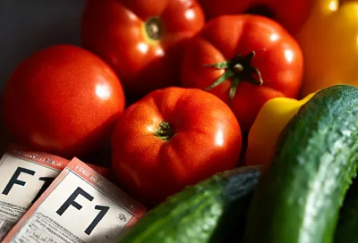 Что лучше выращивать: сорта или гибриды