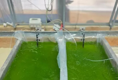 Ученые в Крыму разрабатывают технологию промышленного производства пресноводной микроводоросли