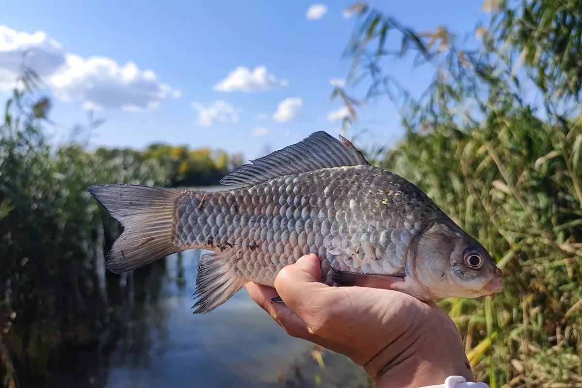 Садоводство, кулинария, рыбалка: 60% опрошенных жителей ЮФО регулярно тратят деньги на хобби