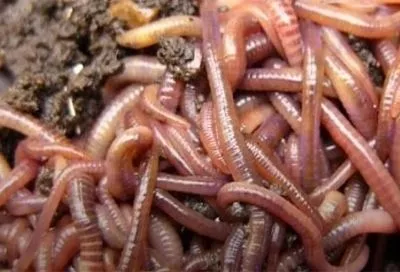 Черви для рыбалки сами заползают в ведро! Как простой трюк сэкономит вам кучу времени и денег