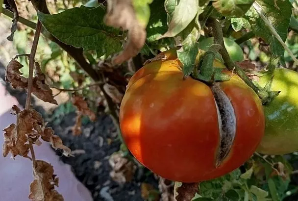 Помидоры в трещинах: в чем причина проблемы и как ее устранить