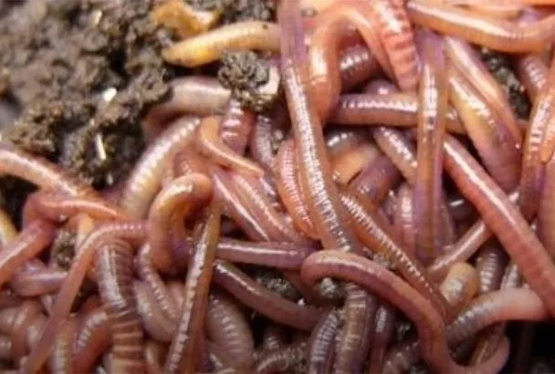 Черви для рыбалки сами заползают в ведро! Как простой трюк сэкономит вам кучу времени и денег