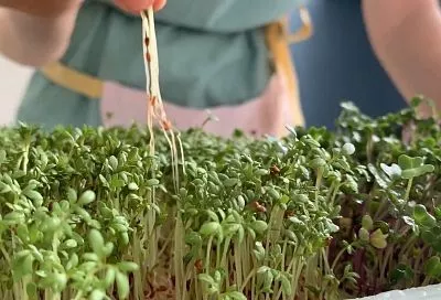 Сею микрозелень в феврале так – и через 7 дней не подоконник, а мини-огород: намного дешевле, чем покупать