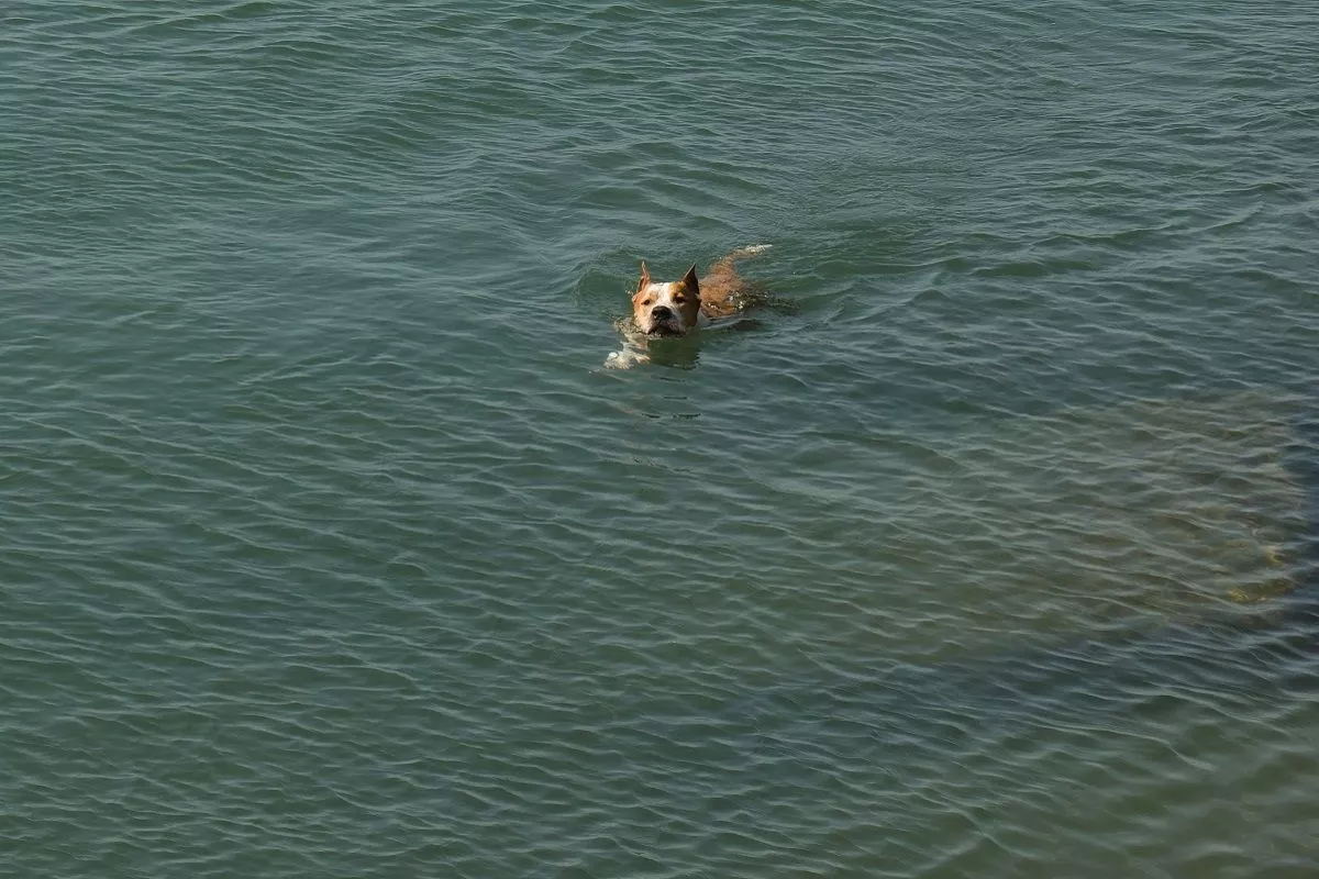 Сочи и Геленджик вошли в топ-10 популярных направлений для отдыха с питомцами в сентябре