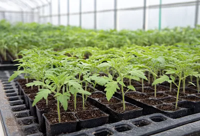 Когда лучше пикировать рассаду томатов: оптимальные сроки