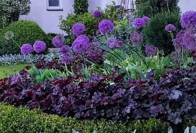 Это растение — хамелеон! Гейхера превратит ваш участок в сказочный оазис (круглый год): 3 причины в её пользу