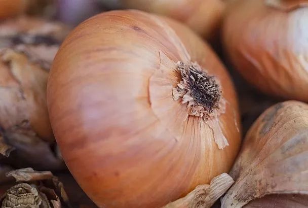 Хранение лука до весны без гнили: ваш секрет сушки после уборки с грядки