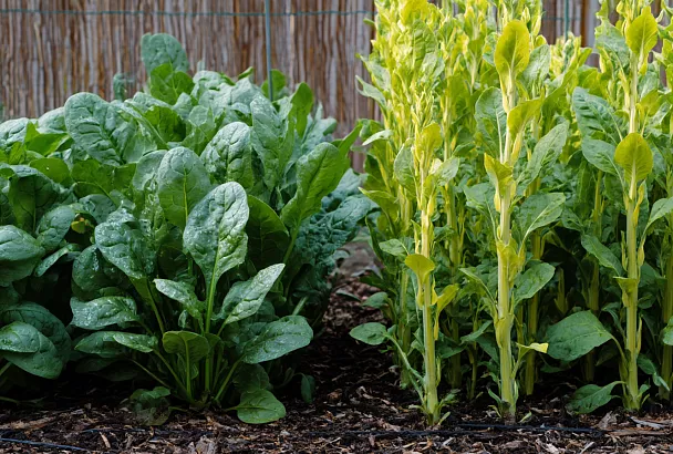 Как вырастить шпинат без горечи и стрелок