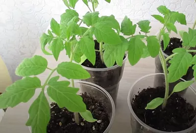 Рассада будет толстенькой и зеленой, если 1 раз подкормить после пикировки так – иначе не имеет смыла