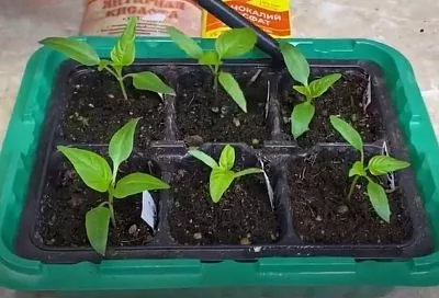 Разведите всего 2 ч. л. этого удобрения и удвойте урожай рассады за 5 минут – секрет в таком поливе