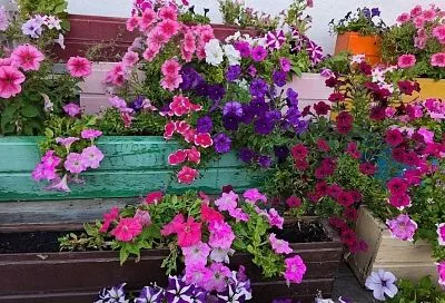 Продлить праздник цвета: что сделать осенью с петунией, чтобы она цвела как можно дольше