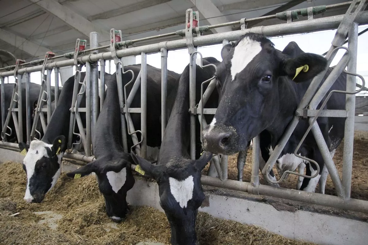 Молочное животноводство –одно из стратегических направлений развития агросектора Павловского района.