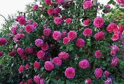 Розы как во дворце: секрет выращивания роз, которым пользовались садовники королей