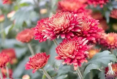 Как "зажечь" хризантемы осенью: весенние советы для садоводов