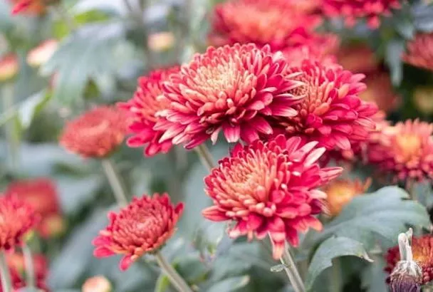 Как "зажечь" хризантемы осенью: весенние советы для садоводов