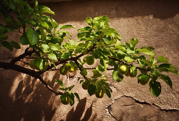 Семь секретов садовода: как сделать плодовые деревья урожайными без химии и лишних затрат