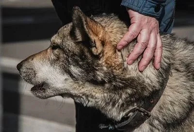 Администрация Феодосии выплатит компенсацию школьнику за укус бездомной собаки