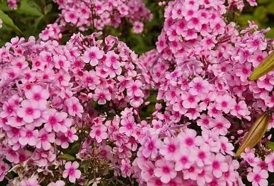 Флоксы с характером: как вырастить пышный куст этого капризного цветка 