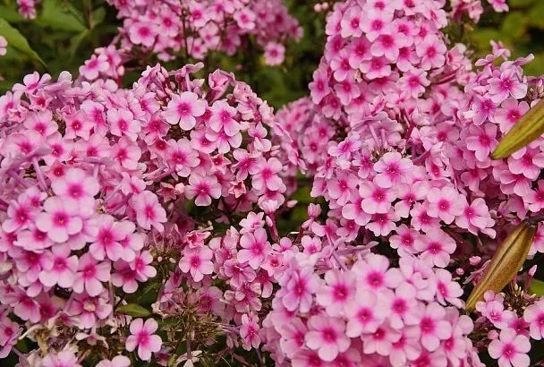 Флоксы с характером: как вырастить пышный куст этого капризного цветка 