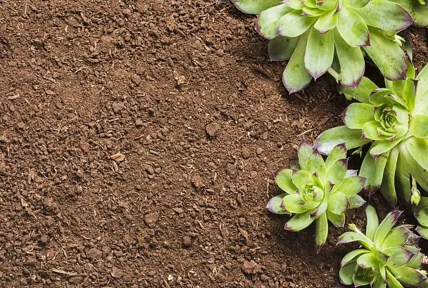 Больше не кисло: как определить подойдет ли почва для посадки растений