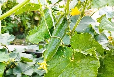 Улучшаем вкус огурца до посадки: почему стоит замачивать семена в молоке и медовой воде