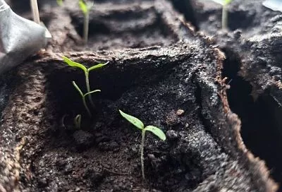 Нежная парочка: как помочь рассаде, когда появились 2 семядольных листа