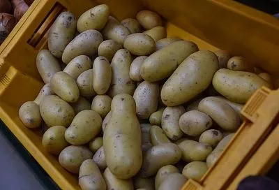 Ядовитая зелень: какой картофель опасен для здоровья