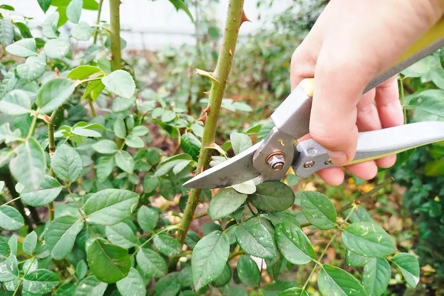 Обрезка листьев у роз осенью: обязательная процедура для успешной зимовки