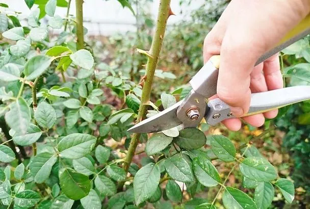 Обрезка листьев у роз осенью: обязательная процедура для успешной зимовки