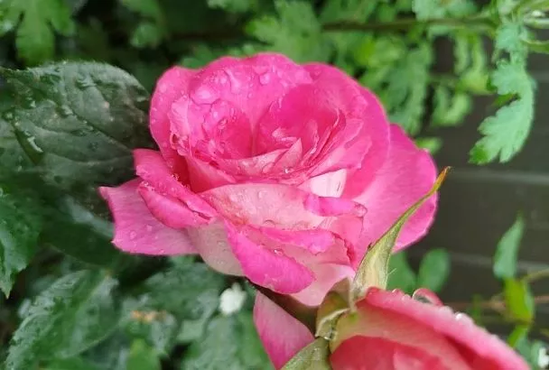 Чтобы на розах не было черных пятен: цветовод рассказала, как избавиться от губительного грибка