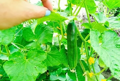 Хрустящие и через 2 недели: эффективный способ хранения свежих огурцов