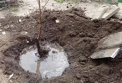 Окуните саженцы деревьев в такую болтушку — и они быстро пойдут в рост: секрет идеальной посадки 2025