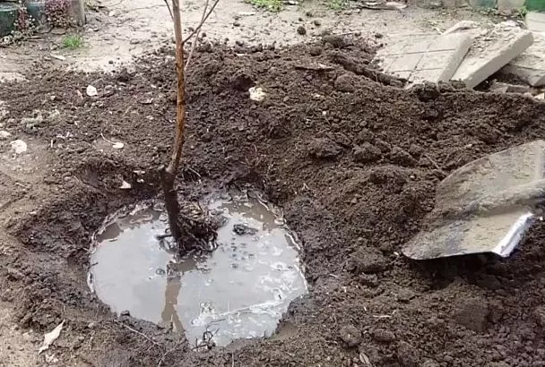 Окуните саженцы деревьев в такую болтушку — и они быстро пойдут в рост: секрет идеальной посадки 2025