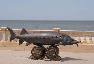 Росрыболовство сообщило, как идет восстановление популяции белуги в Азовском море