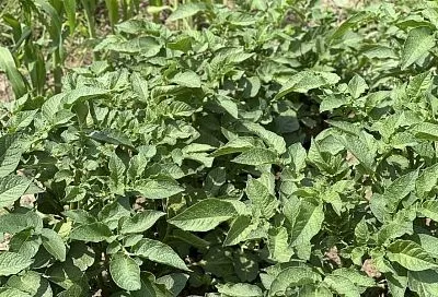 3 способа ускорить созревание картофеля: старо как мир, но всегда эффективно 