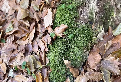 Огород замшелый: о чем «говорит» мох на грядке и что с этим делать