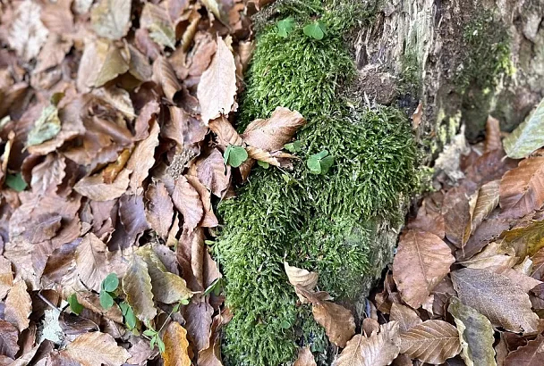 Огород замшелый: о чем «говорит» мох на грядке и что с этим делать