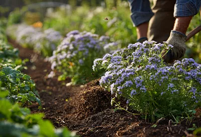 Живая мульча для огорода: секреты фацелии и гречихи