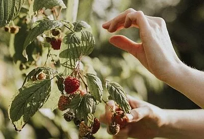 Весенняя подкормка малины — делаем по науке: точный расчет на 1 м² от Тимирязевки
