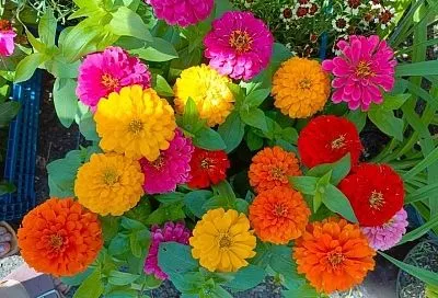 «Товарищ майор» у вас под окном: цинния станет самым ярким украшением участка