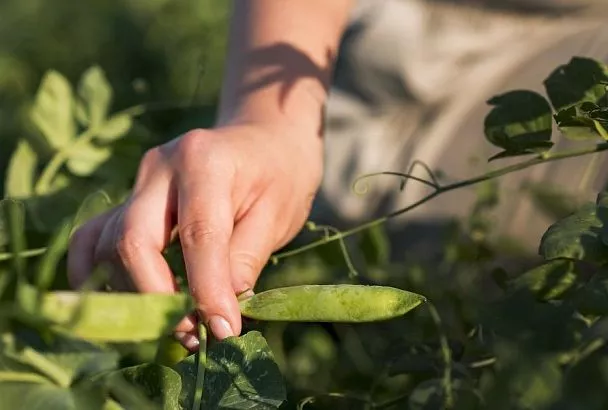 Горчица и горох: научно доказанный способ удвоить урожай бобовых