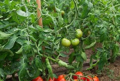 Вы уверены, что знаете, какие листья обрывать у помидоров? Я тоже так думала