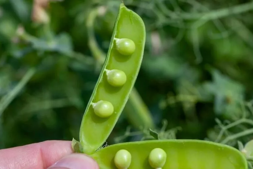 Сеем горох под зиму в грунт, и успеваем собрать сладкий урожай до засухи